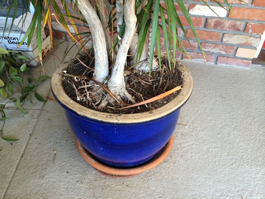 Large Potted Plant [Photo 3]