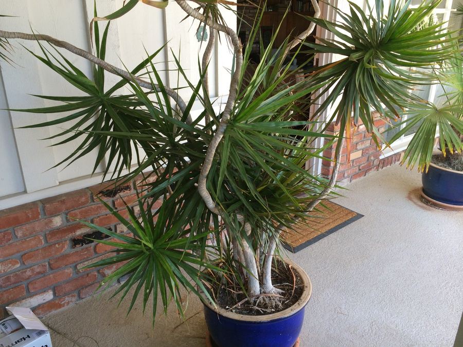 Large Potted Plant [Photo 4]