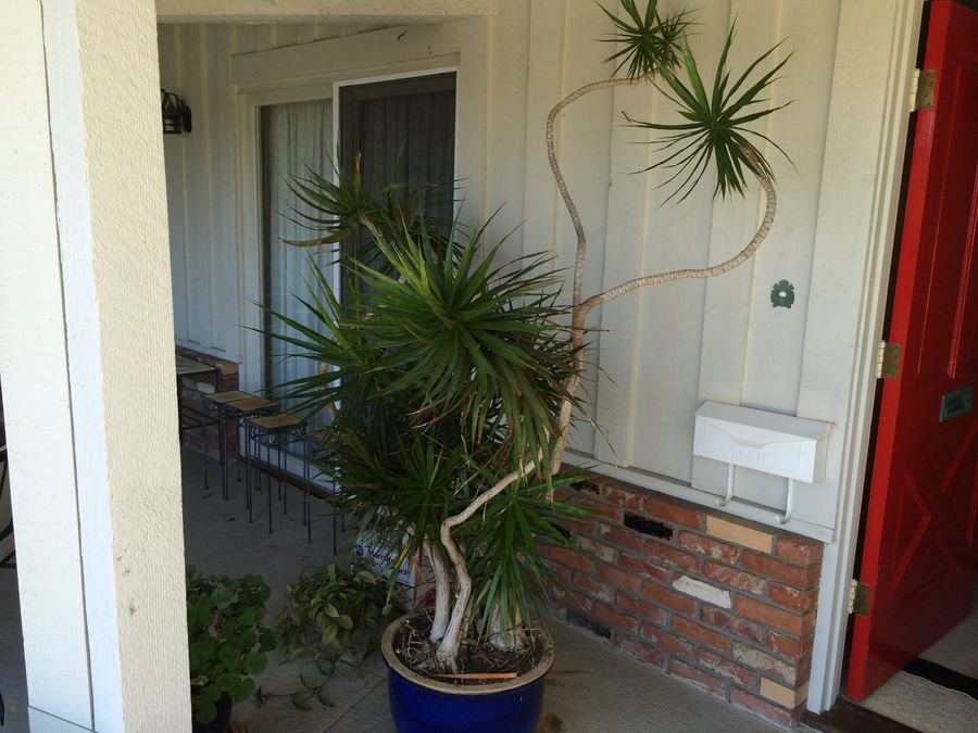 Large Potted Plant