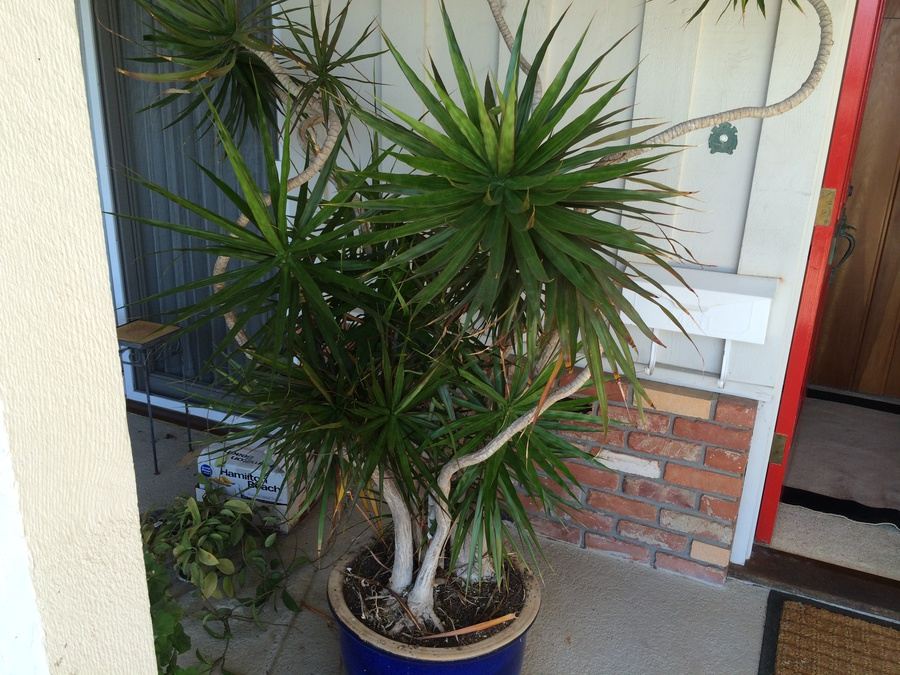 Large Potted Plant [Photo 2]