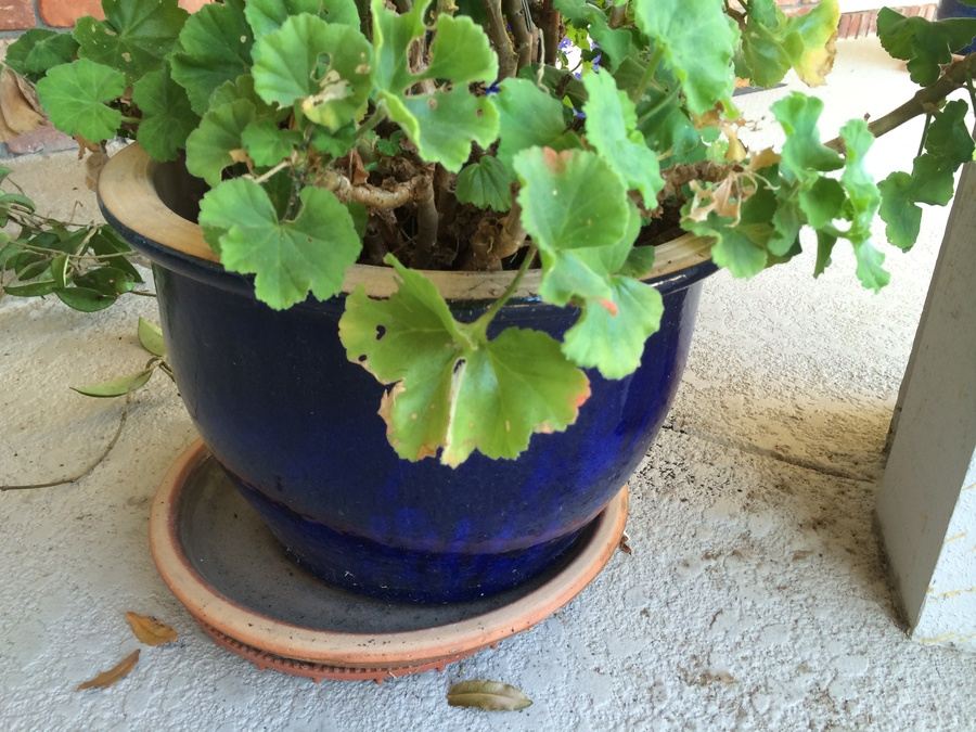 Potted Plant [Photo 2]