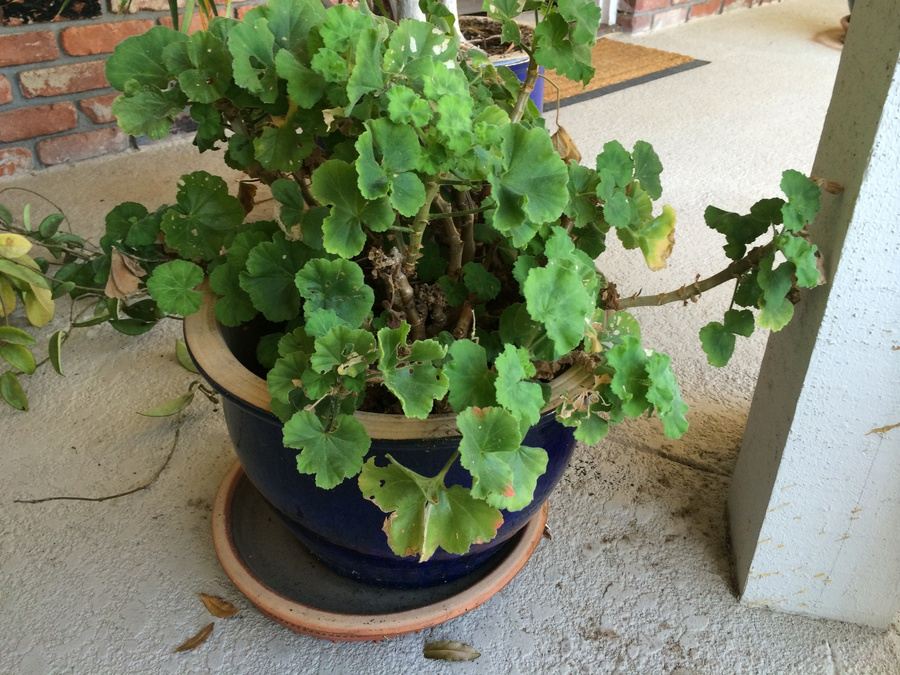 Potted Plant [Photo 3]