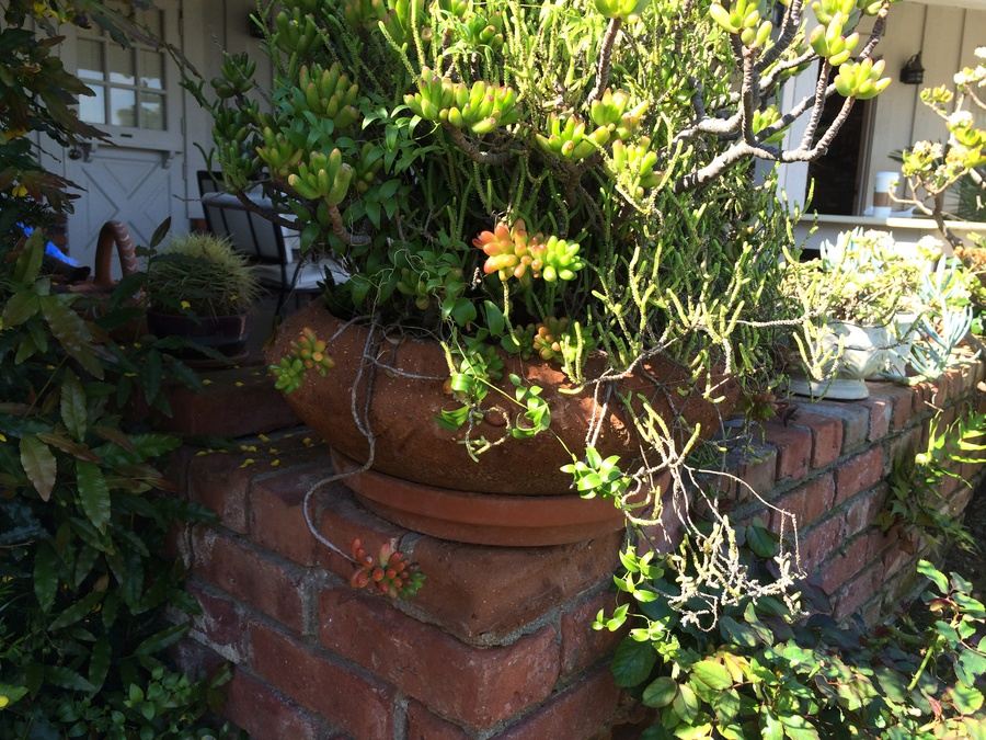 Potted Succulents [Photo 2]