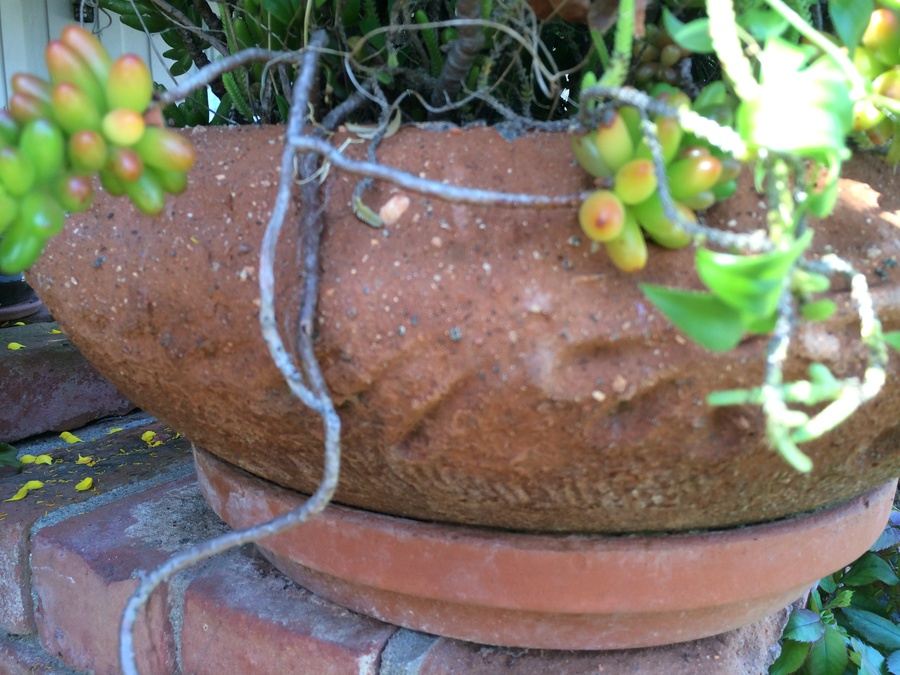Potted Succulents [Photo 4]