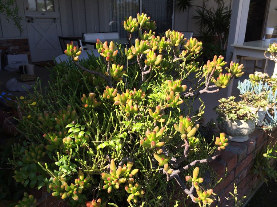 Potted Succulents [Photo 3]