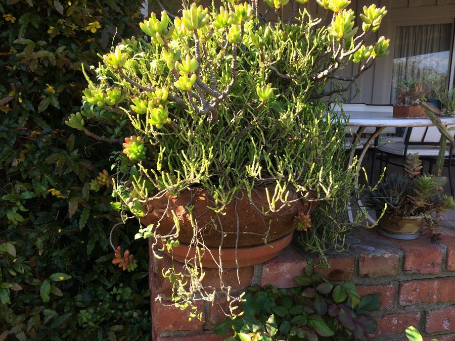 Potted Succulents