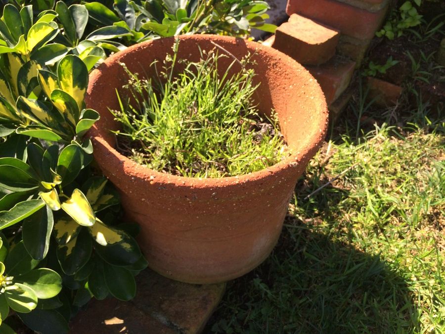 Potted Plant [Photo 1]