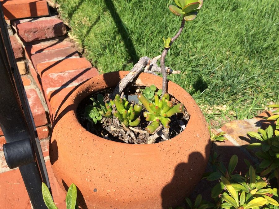 Potted Succulents [Photo 2]