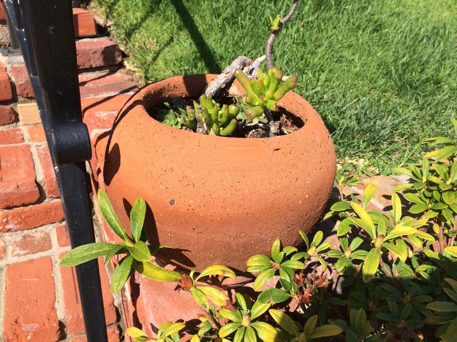 Potted Succulents