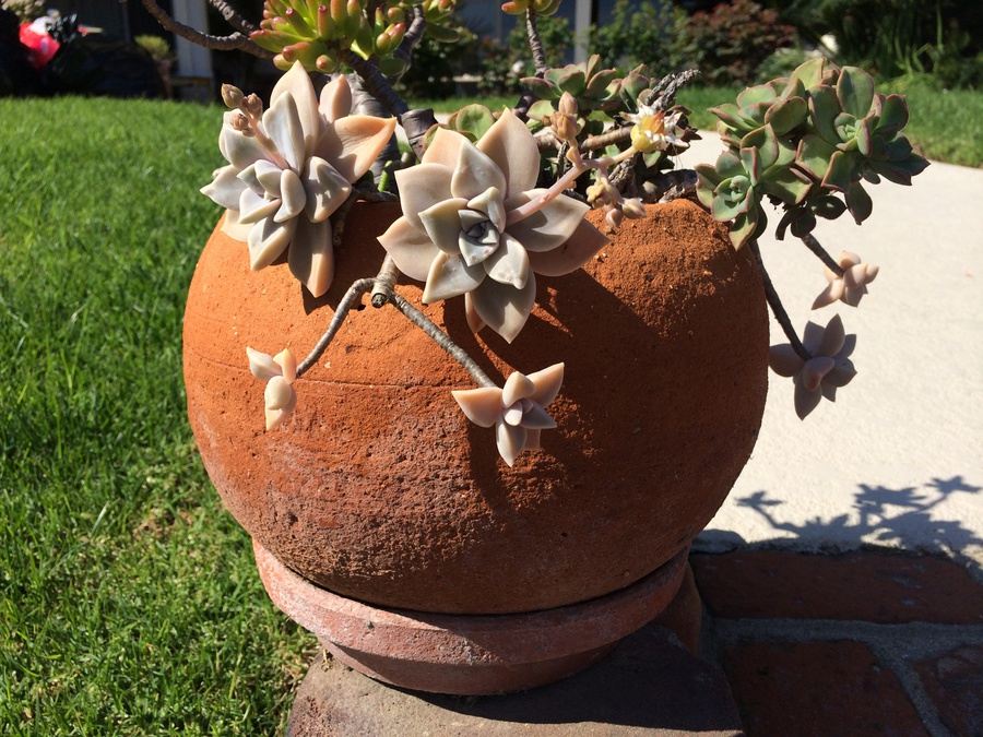 Potted Succulents [Photo 3]