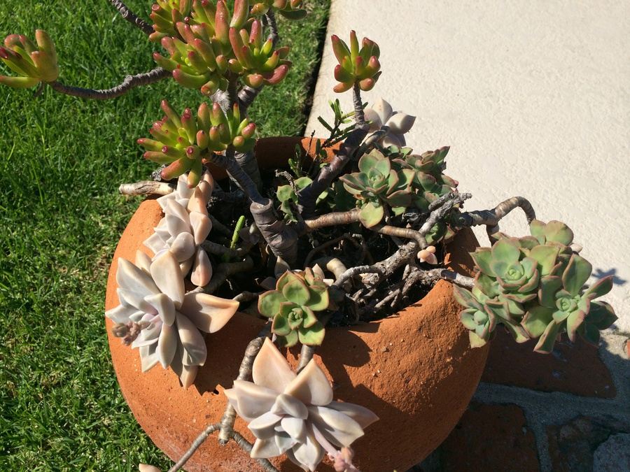 Potted Succulents [Photo 2]