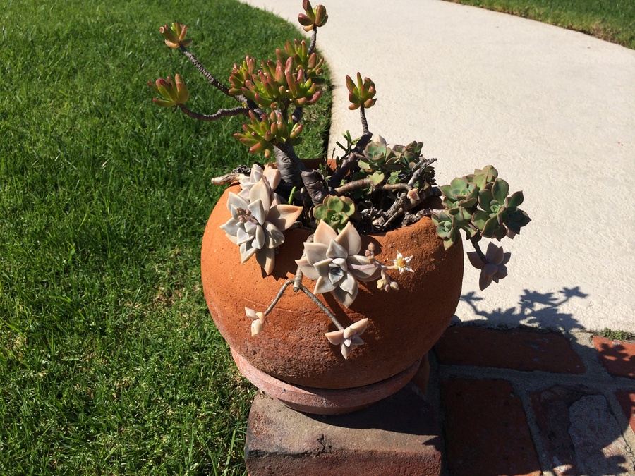 Potted Succulents