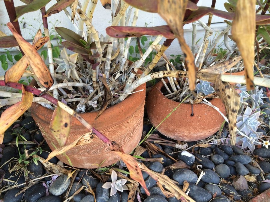 Huge Succulent Pot Lot - Well Over A Dozen Potted Succulents [Photo 17]