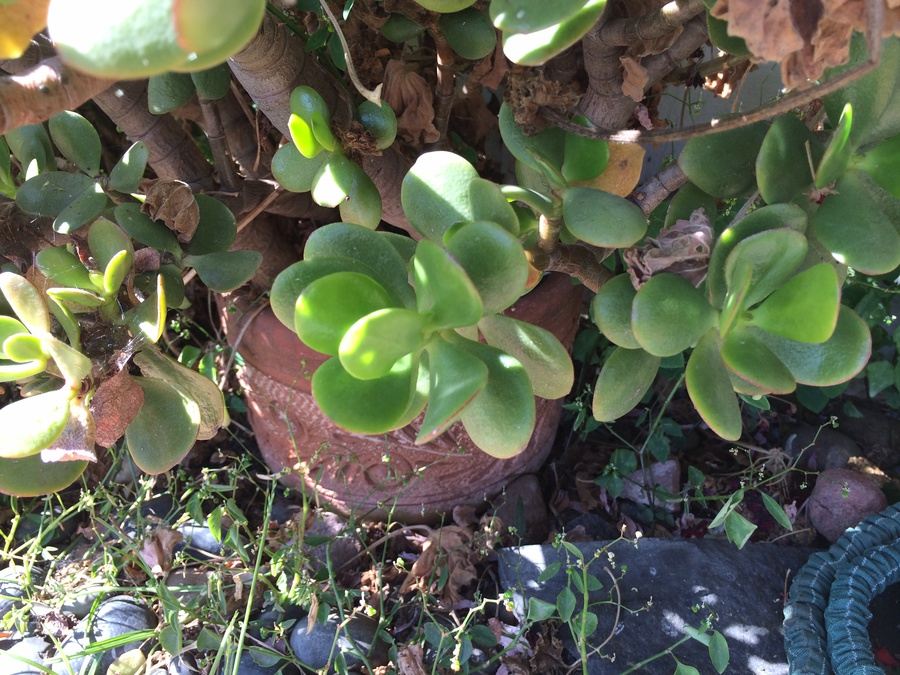 Huge Succulent Pot Lot - Well Over A Dozen Potted Succulents [Photo 9]