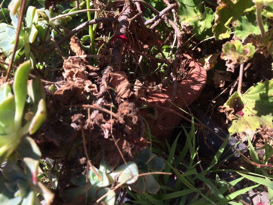 Huge Succulent Pot Lot - Well Over A Dozen Potted Succulents [Photo 8]