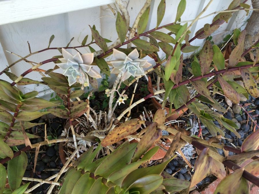 Huge Succulent Pot Lot - Well Over A Dozen Potted Succulents [Photo 18]