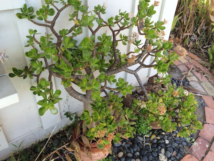 Huge Succulent Pot Lot - Well Over A Dozen Potted Succulents [Photo 20]