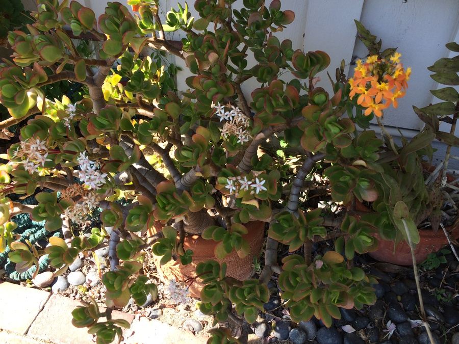 Huge Succulent Pot Lot - Well Over A Dozen Potted Succulents [Photo 11]