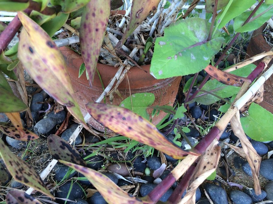 Huge Succulent Pot Lot - Well Over A Dozen Potted Succulents [Photo 15]