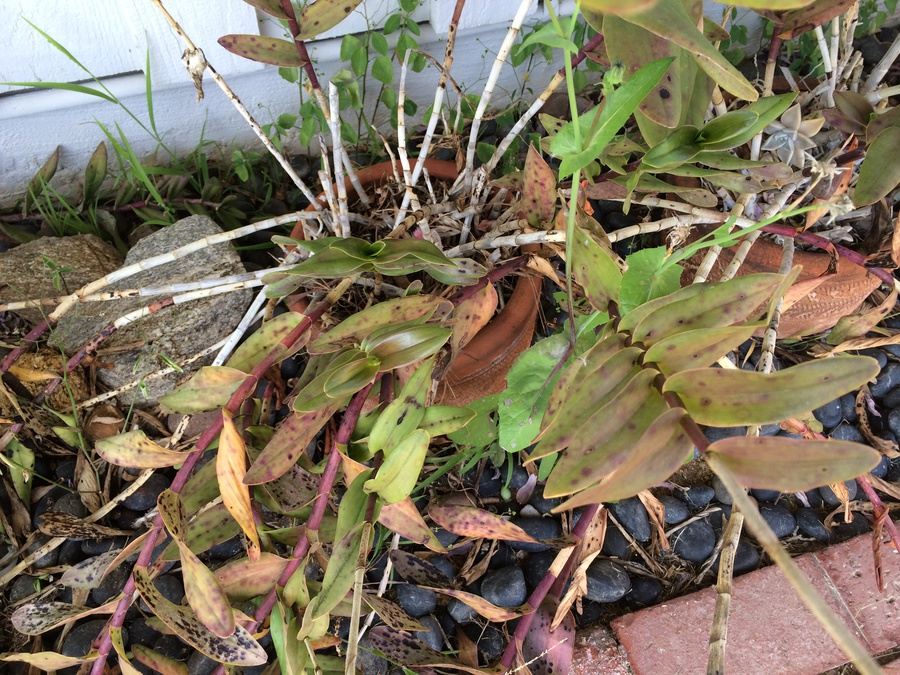 Huge Succulent Pot Lot - Well Over A Dozen Potted Succulents [Photo 16]