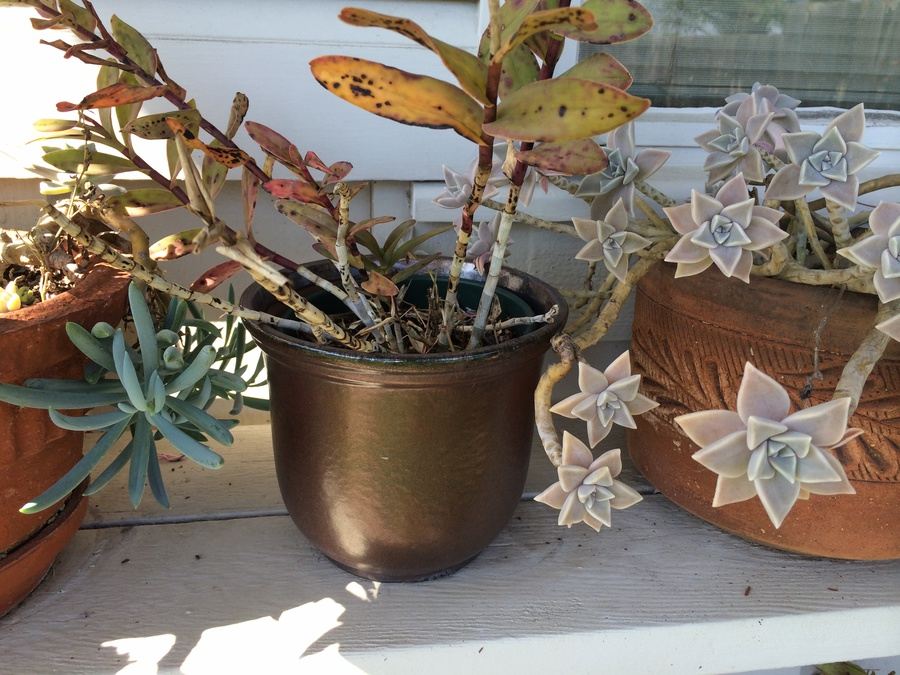 Huge Succulent Pot Lot - Well Over A Dozen Potted Succulents [Photo 2]