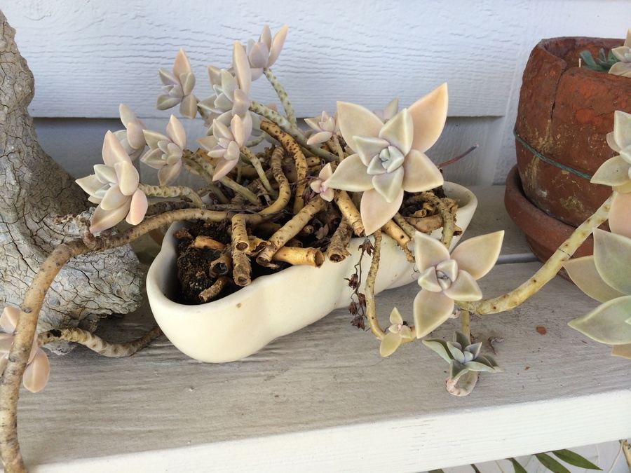 Huge Succulent Pot Lot - Well Over A Dozen Potted Succulents [Photo 5]
