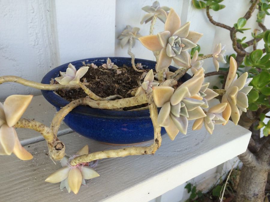 Huge Succulent Pot Lot - Well Over A Dozen Potted Succulents [Photo 7]