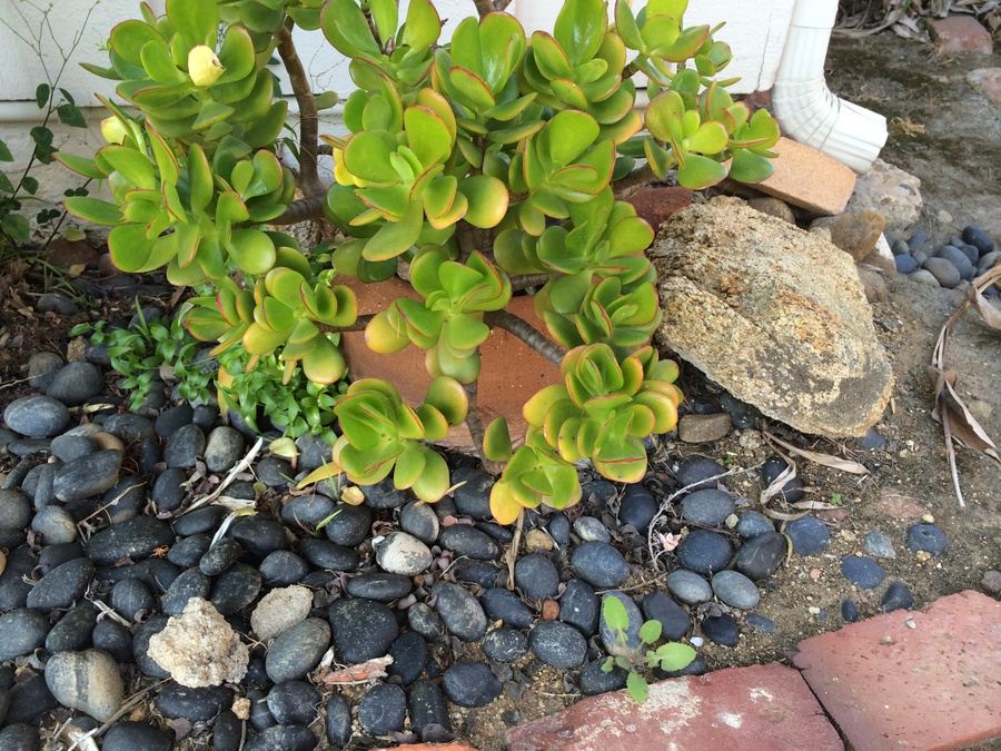 Huge Succulent Pot Lot - Well Over A Dozen Potted Succulents [Photo 22]