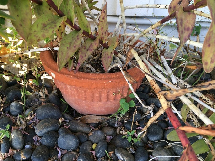 Huge Succulent Pot Lot - Well Over A Dozen Potted Succulents [Photo 13]