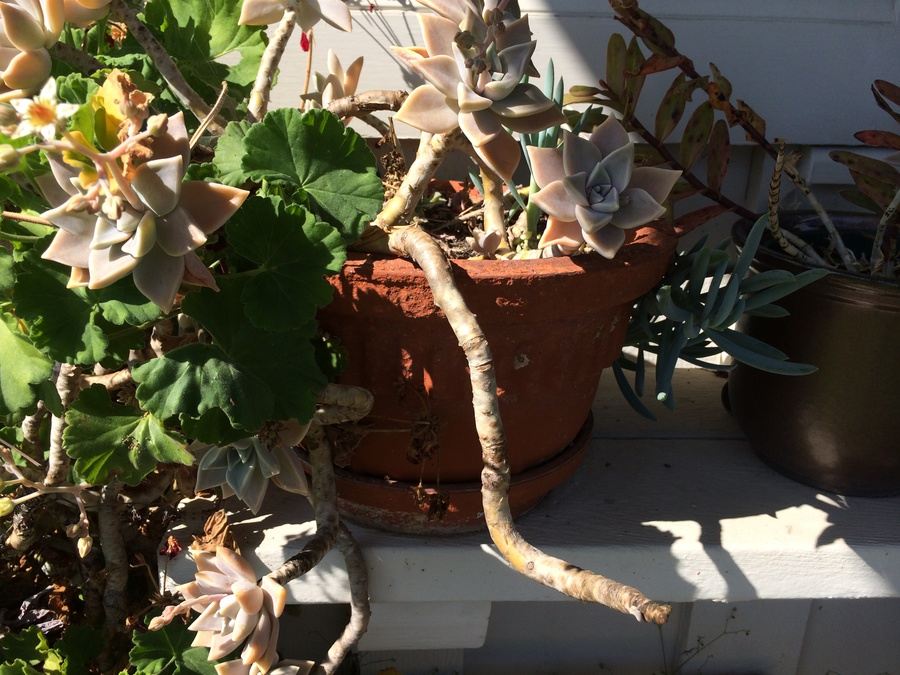 Huge Succulent Pot Lot - Well Over A Dozen Potted Succulents [Photo 1]
