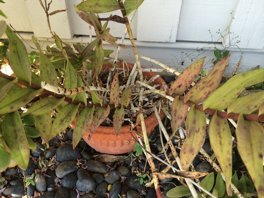 Huge Succulent Pot Lot - Well Over A Dozen Potted Succulents [Photo 12]