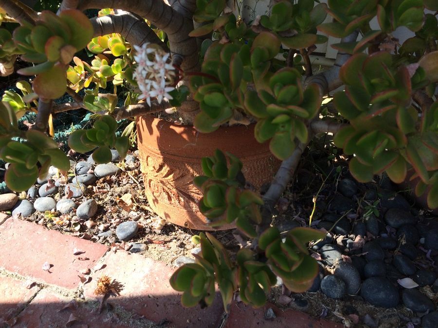 Huge Succulent Pot Lot - Well Over A Dozen Potted Succulents [Photo 10]