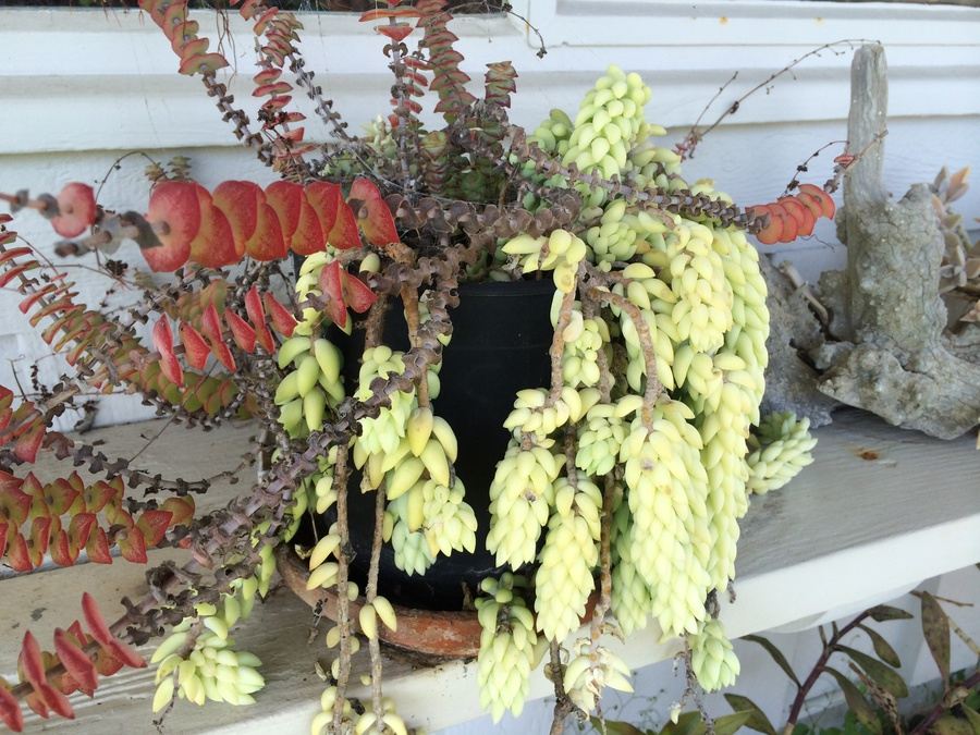 Huge Succulent Pot Lot - Well Over A Dozen Potted Succulents [Photo 4]