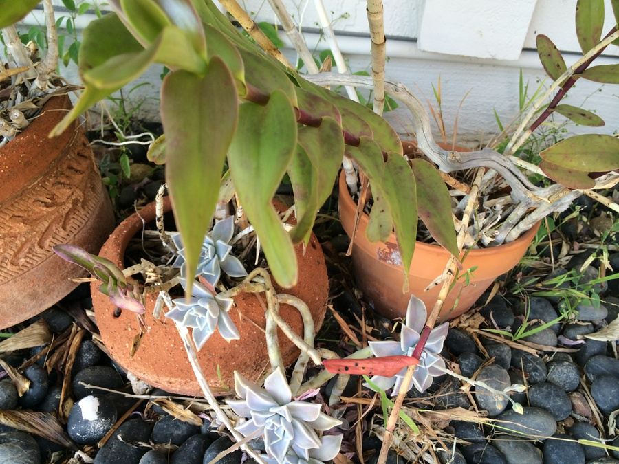 Huge Succulent Pot Lot - Well Over A Dozen Potted Succulents [Photo 19]