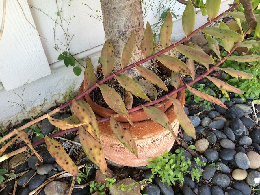 Huge Succulent Pot Lot - Well Over A Dozen Potted Succulents [Photo 21]