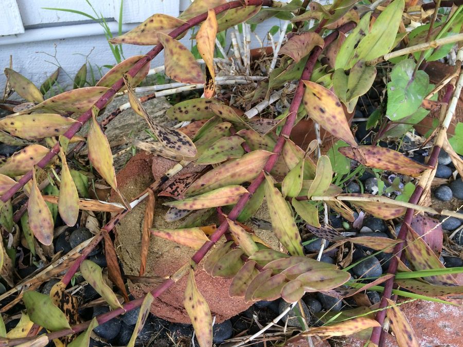 Huge Succulent Pot Lot - Well Over A Dozen Potted Succulents [Photo 14]