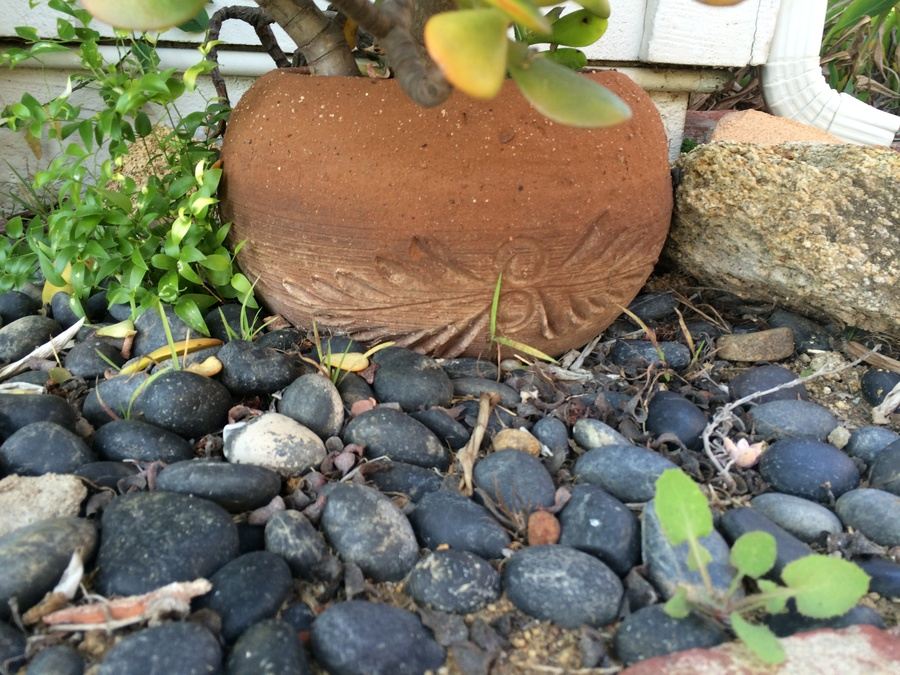 Huge Succulent Pot Lot - Well Over A Dozen Potted Succulents [Photo 23]