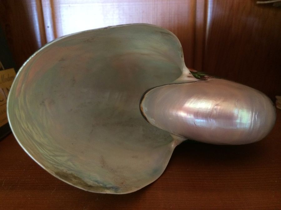 Hand Painted Nautilus Shell [Photo 8]
