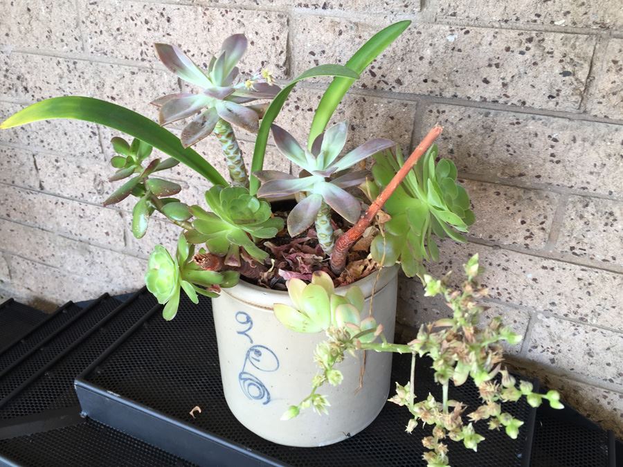 Vintage 2 Gallon Red Wing Crock Single 'P' With Succulents [Photo 5]