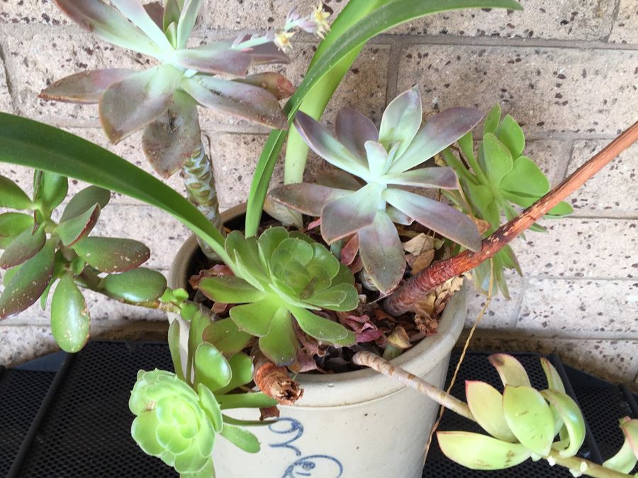 Vintage 2 Gallon Red Wing Crock Single 'P' With Succulents [Photo 4]