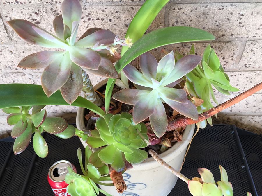 Vintage 2 Gallon Red Wing Crock Single 'P' With Succulents [Photo 7]