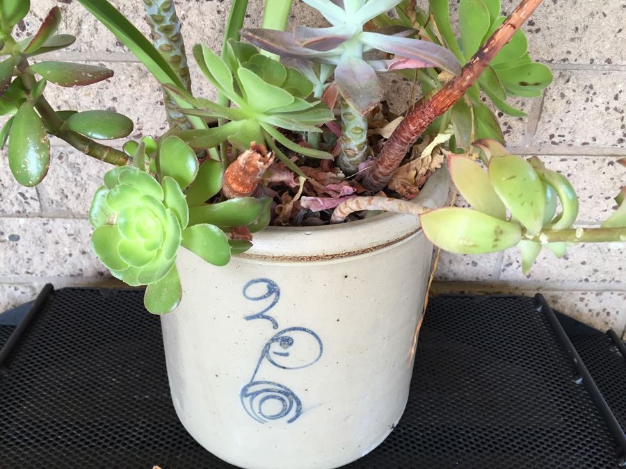 Vintage 2 Gallon Red Wing Crock Single 'P' With Succulents [Photo 1]