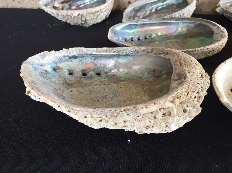 Large Collection Of Abalone Shells And Rocks [Photo 10]