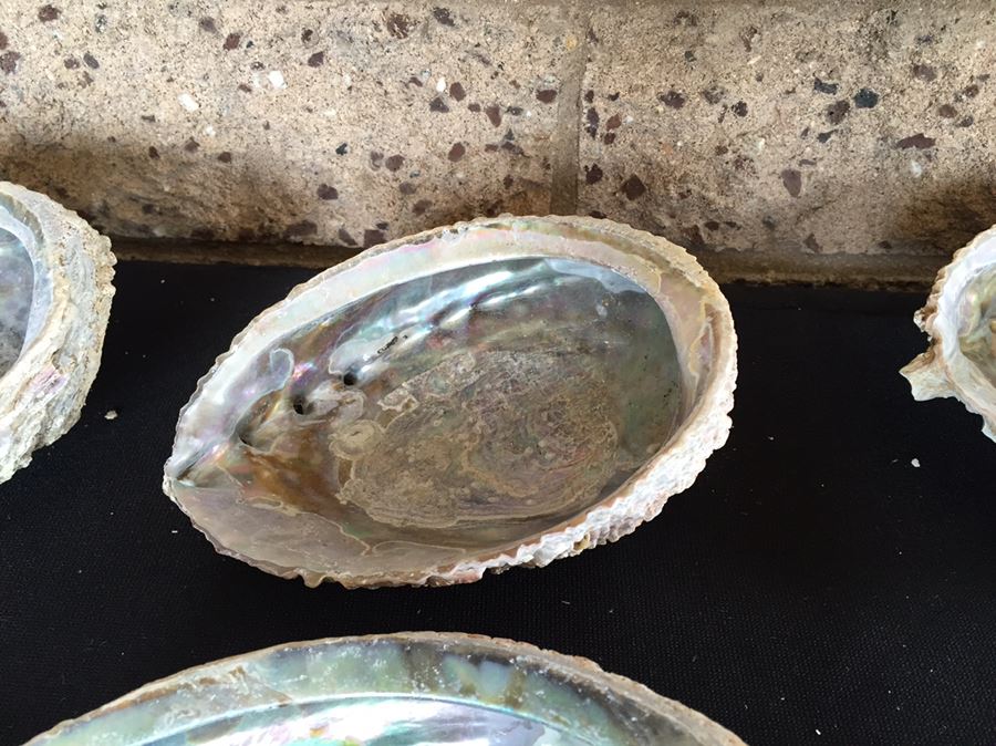 Large Collection Of Abalone Shells And Rocks [Photo 5]