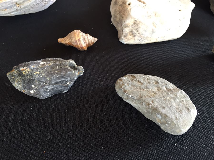 Large Collection Of Abalone Shells And Rocks [Photo 12]