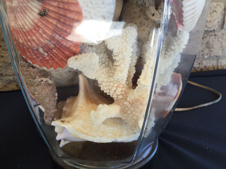 Pair Of Clear Glass Lamps Filled With Seashells [Photo 6]