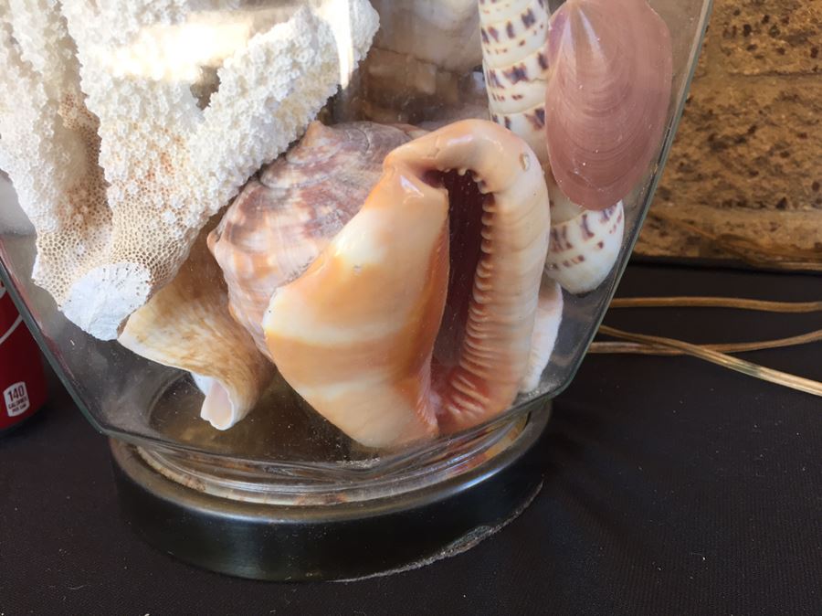 Pair Of Clear Glass Lamps Filled With Seashells [Photo 2]