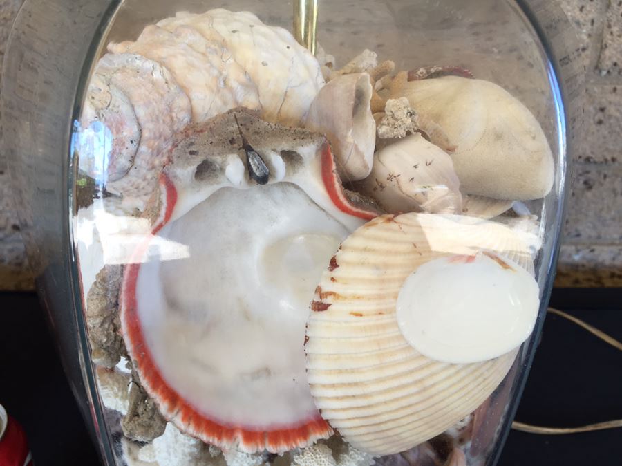 Pair Of Clear Glass Lamps Filled With Seashells [Photo 4]