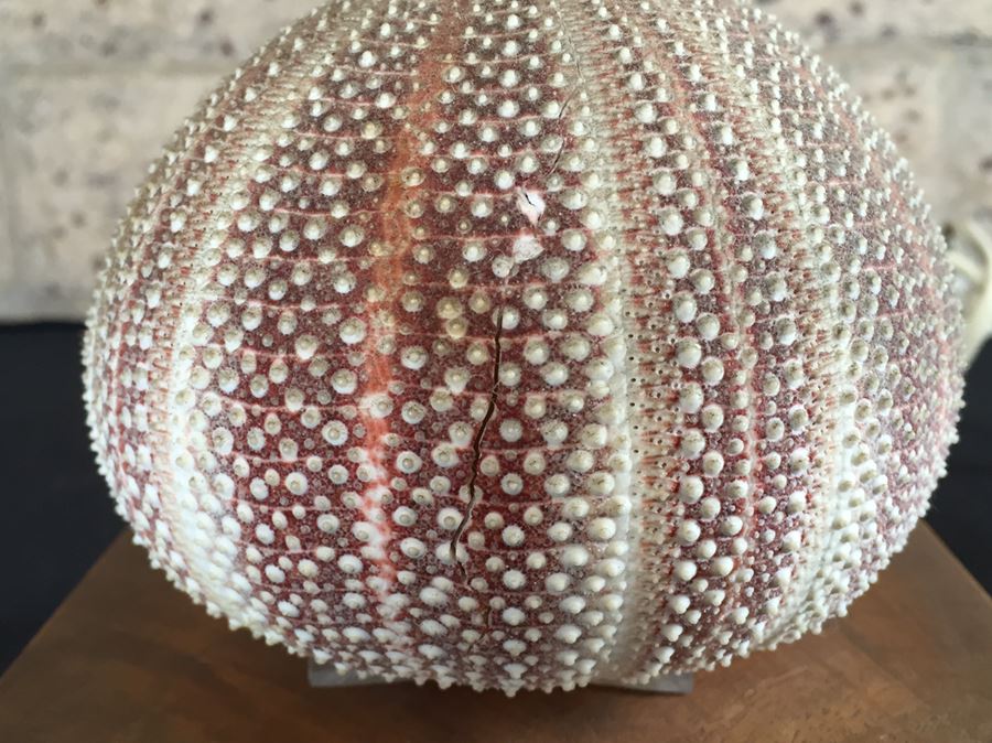 Sea Urchin Lamp [Photo 3]