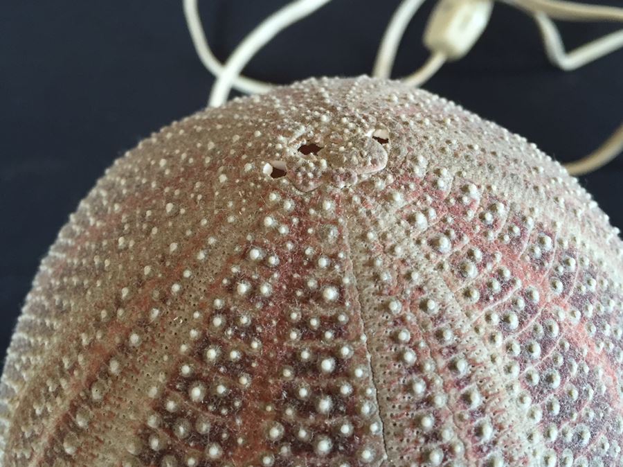 Sea Urchin Lamp [Photo 4]